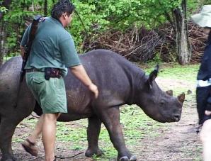 Black Rhino protected in Matusadona Zimbabwe